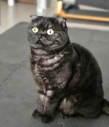 Scottish fold for adoption