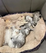 اسكاتش فولدد إيرز شورت هير