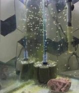 سمك مولي + سمك كونفورت