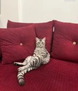 Melo - maine coon british mix