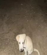 جرو للبيع نشيط