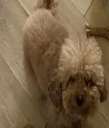 كلب توي بودل انثى بيور