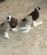 للبيع زوج نفاخ الي يبي يرسلي وات ساب