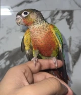 للبيع كنيور