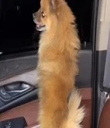 للبيع جلب بومرينين عمره سنه ونص ذكر