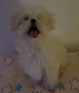للبيع جرو مالتيبو مستورده Maltipoo puppy