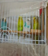 حبات طيور الحب