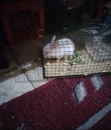 للبيع ارنب حجم وسط