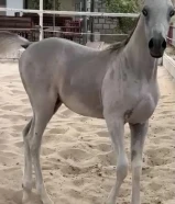 للبيه مهر مصري بيور5114