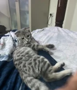 للبيع قط مكس سكوتش فولد مع بنغال