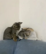 قطط ل البيع