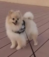 Pomeranian puppy