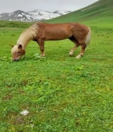 مطلوب سرج مستعمل