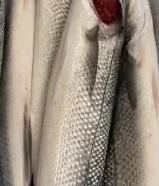 سمك سيباس تركي طازج Fresh Turkish seabass at wholesale prices and fresh Norwegian salmon