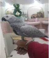 كاسكو فرح ياكل بروحه أليف حيل