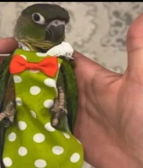 حفاظات للطيور