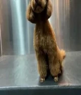 كلب توي بودل