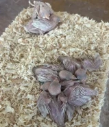 فروخ جاوا اقات باستيل اوربي