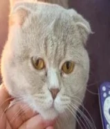 قط ذكر بريتش للتبنى المؤقت لمدة شهر