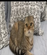 قط سكوتش فولد