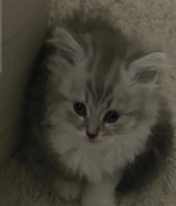 قطوه النوع منشكين كيتين مع كامل اغراضه من بيت زون