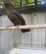 بغبغاء derbiana