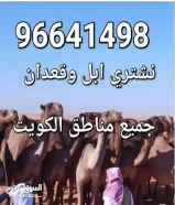 نشتري ابل وقعدان جميع مناطق الكويت966414