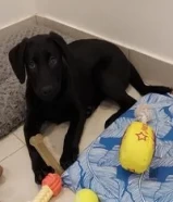 Labrador Puppy, 3 months, male. جرو لابرادور, ثلاث شهور, ذكر