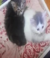 للبيع عمر شهرين الاب شكوتش فولد