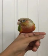 للبيع كنيور ربوه