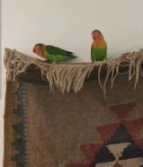 للبيع طيرين