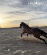 خيل انقليزي رفيع للبيه90924260
