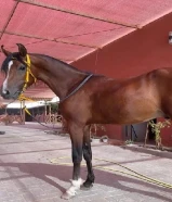 فلو ابن العالمي حسان الشرق