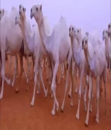 حلاقة وغسيل ابل لي جميع مناتق الكويت