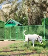 Dogo Argentino