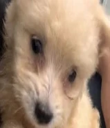 puppy 3 month