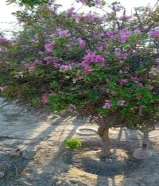 أشجار زينه جميلة جدا انواع مختلفة عمر 10 سنوات