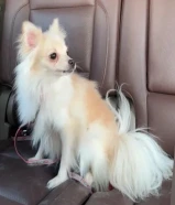 للبيع بومرينان