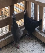 حمام هنجاري