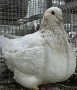 للبيع طبات حمام تاكسن (pure ) الاهل مباشر محجل خوارج دم صافي