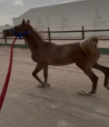 فرس عربيه صقلاويه مع مهرتها بلديه بنت ريان الجزيره فاخره