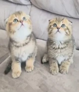 كيتن سكوتش فولد