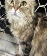 قطه تطلب التزاوج تبني عمرها 12شهر