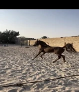 حصان بلدي هادي مع الهادي وحار مع الحار متعلم ادب