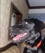 نثيه لابرادور ريتريفر بيور للتزاوج عمرها 3 سنين مواليد 2022/20/5