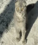 للبيع سكوتش فولد شورت هير