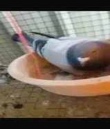 للبيع حمام يرجع سباق بدون شهايد الحبه على 3 الصامل حياه الله