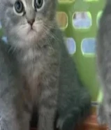 كيتنز سكوتش فولد و بريتش985750XX