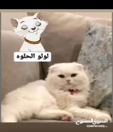 قط للبيع بيضه