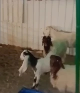 نعيمي وعارضيات نظافه ومستوى